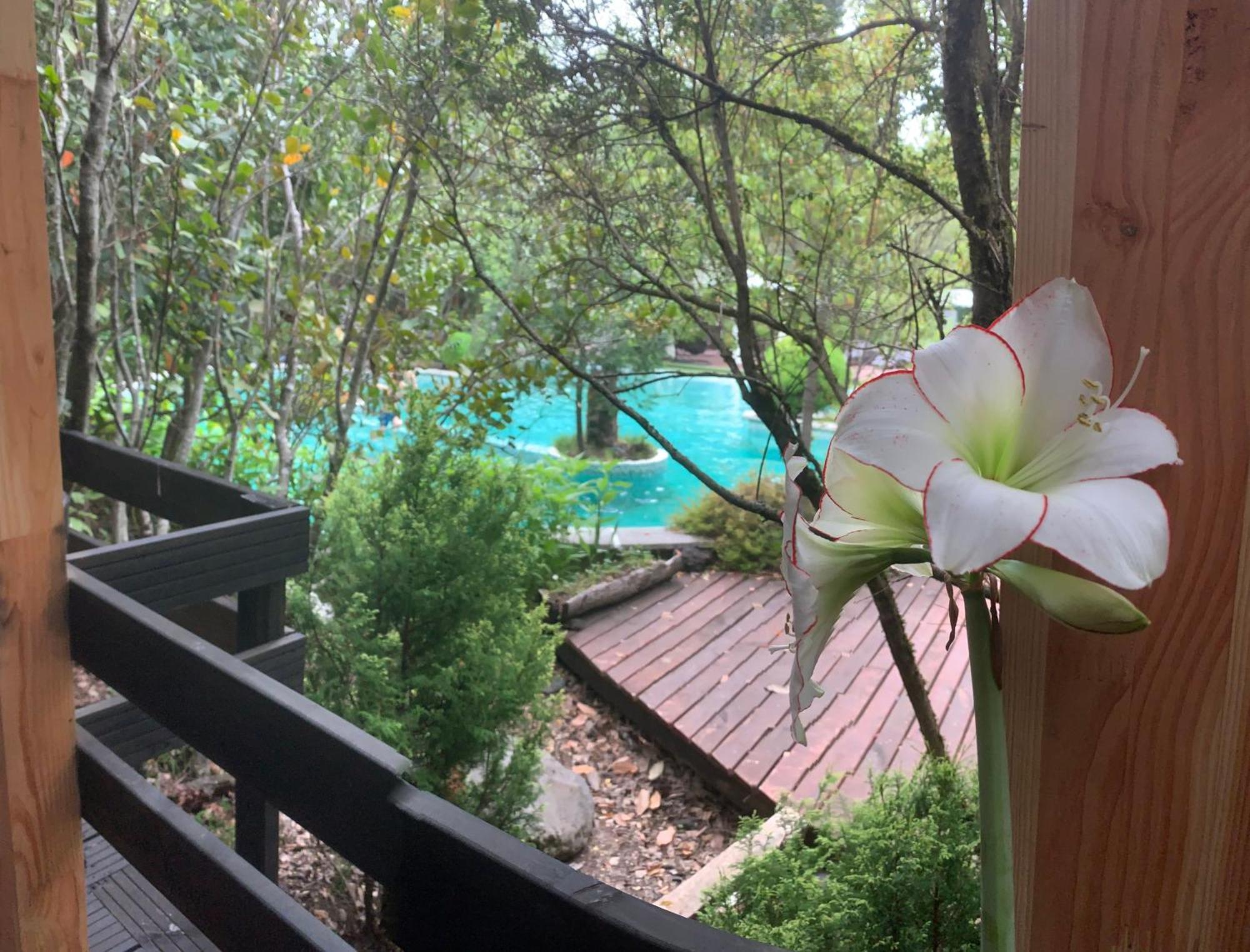 Cabanas Natural Park Lodge Pucón Eksteriør billede